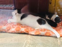 -猫咪博物馆(顶澳仔猫街店)