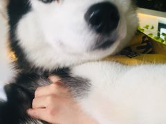 -Husky Go! 哈士奇体验馆·宠物咖啡厅狗咖