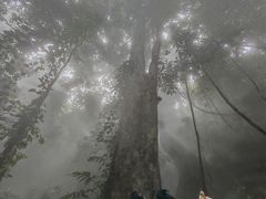 -西双版纳原始森林公园