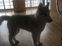 -Husky Go! 哈士奇体验馆·宠物咖啡厅狗咖