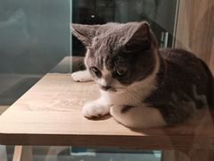 -BABIT巴比特宠物(MOMOPARK店)