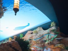 -珠海长隆海洋王国-鹦鹉过山车