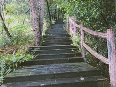 -铁山坪森林公园