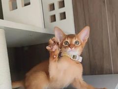 -猫十亿·布偶金渐层·曼基康矮脚猫舍(青年路店)