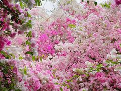 -深圳国际园林花卉博览园