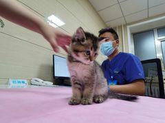 -北京观赏动物医院·24小时大型综合·猫专科·异宠专科