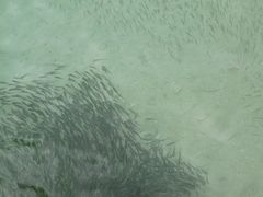 -东姑阿都拉曼海洋公园