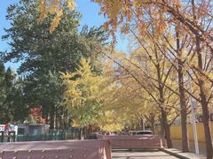 -三里屯东五街银杏大道