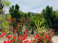 -东莞植物园