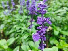 -广东天露山旅游度假区