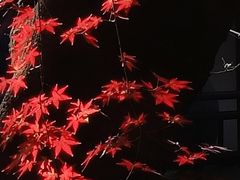 -秋霞圃