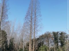 -昆山城市生态森林公园