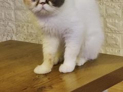 -平行世界·猫咖(首经贸店)