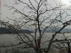 -望湖烤鱼