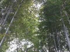 android_upload_pic-塔川景区