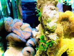 -太平洋海底世界