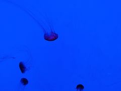 -沈阳海洋探索中心