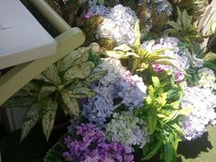 -苏小糖(鼓浪屿三丘田花园店)