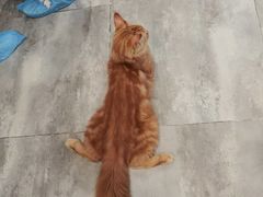 -楼上猫咖(罗湖店)
