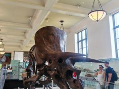 -美国自然历史博物馆