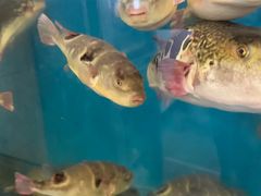 -天正河鲀·河豚亭(大连店)