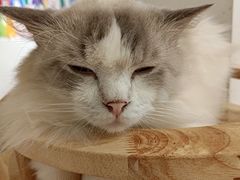 -有喵·猫咖·狗咖·30几只猫10只小狗(岗厦店)