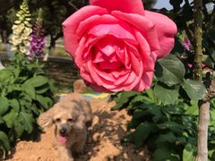 -松山湖梦幻百花洲