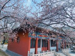 -桃花堤公园