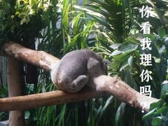 -红山森林动物园