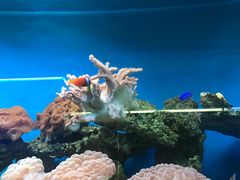 -御唐府海珊瑚主题餐厅