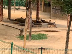 -石家庄市动物园