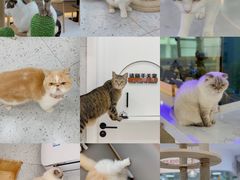 -喵园·猫主题咖啡厅·撸猫·猫咖(国贸店)