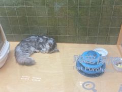 -帕帕拉兹宠物(亚洲旗舰店)