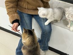 -共舞时光猫咖·狗咖(新街口店)