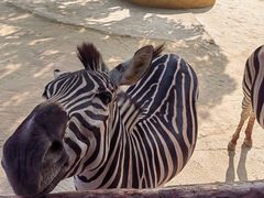 -泉州海丝野生动物世界