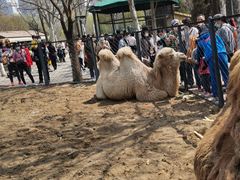 -长白岛森林公园