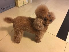 -严国平动物医院(德政总院)