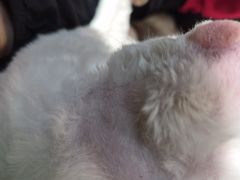 -爪爪喵星球·猫舍(卓悦中心店)