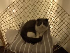-喵zoo家庭繁育猫舍(尖东智能花园店)