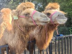 -金石滩蓝莓谷庄园