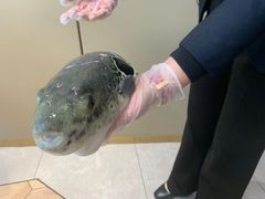 -鲐赏河豚(长寿店)