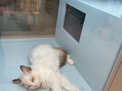 -FAELING PETS美天灵宠物(合生汇店)