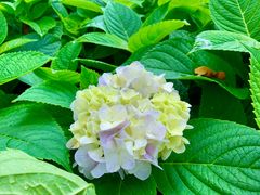 -海珠湖公园
