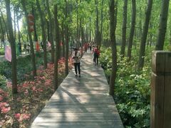 -合肥滨湖国家森林公园