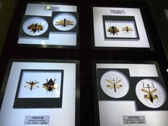 -上海昆虫博物馆