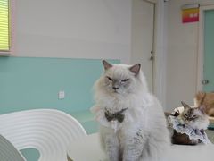 -怪兽屋·羊驼·猫咖·狗咖(俊华广场店)