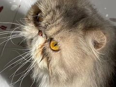 红莓喵冰乐-喵匠猫主题咖啡(凯德和平广场店)