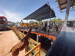 -西霞口神雕山野生动物世界