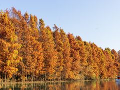 -上海海湾国家森林公园