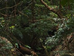 -七仙岭温泉国家森林公园